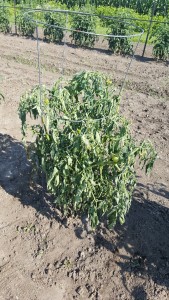 Tomato plant infected with wilt virus
