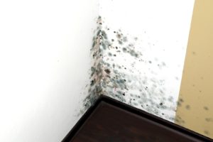 Mold in a edge of a room of a house