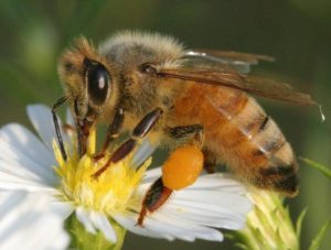 bee