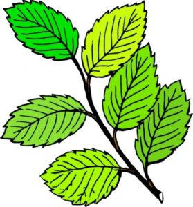 Leaves. https://all-free-download.com/free-vector/download/summer-leaves-clip-art_11144.html noopener