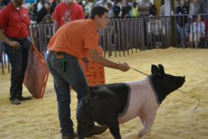 Cover photo for Albemarle Spring Fever Jackpot Show