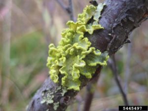 Lichen on a tree branch. Rob Routledge, Sault College, Bugwood.org