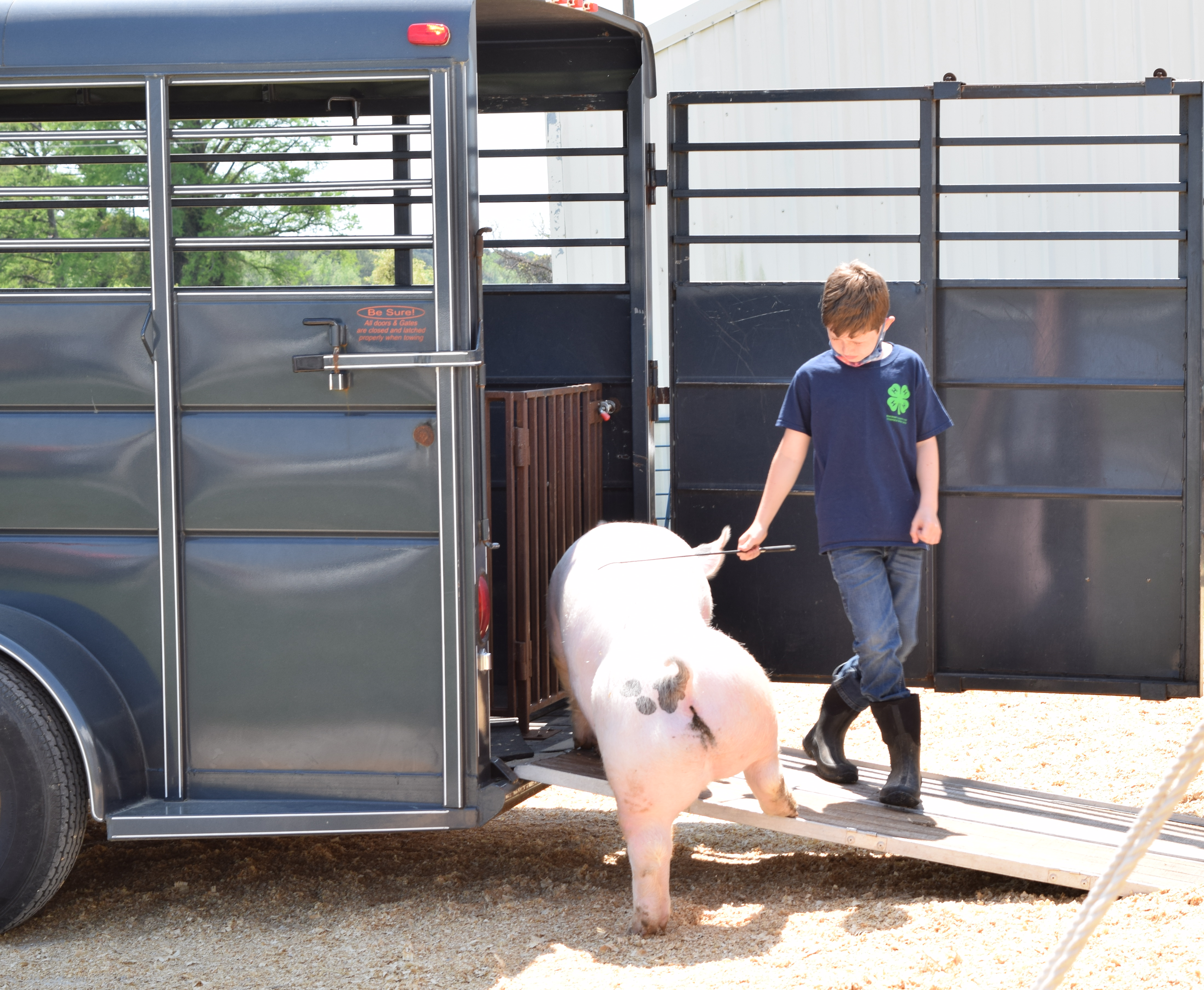 Livestock Exhibitor with their hog