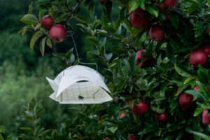 Insect trap in apple orchard
