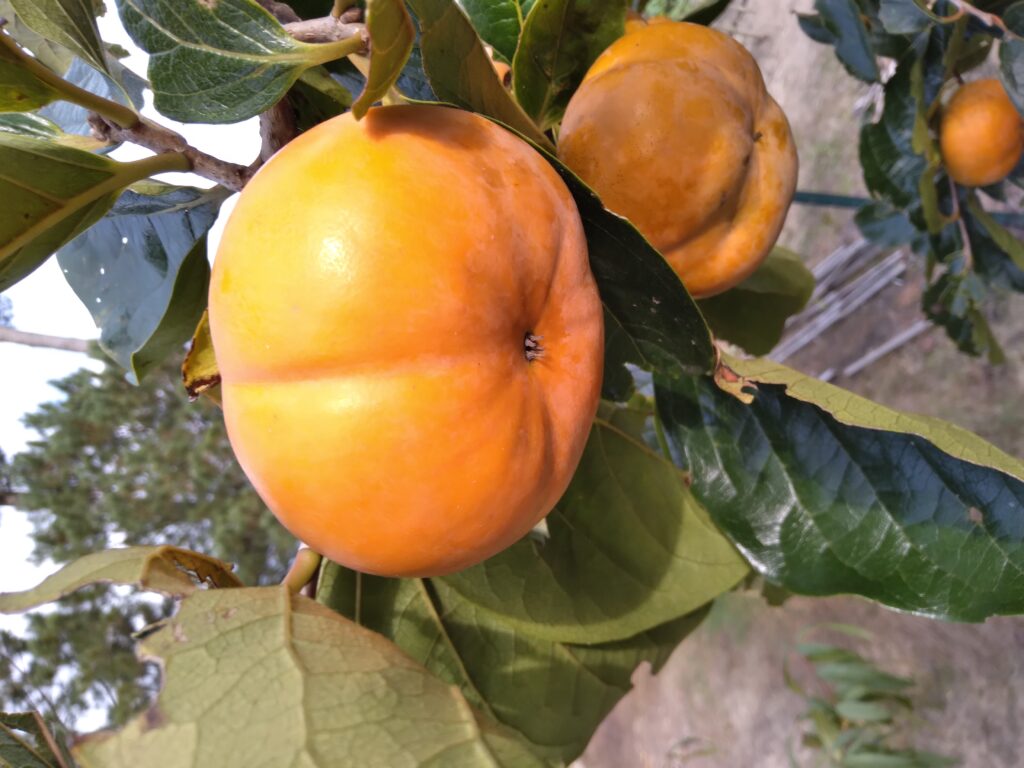 Persimmon  Agricultural Marketing Resource Center
