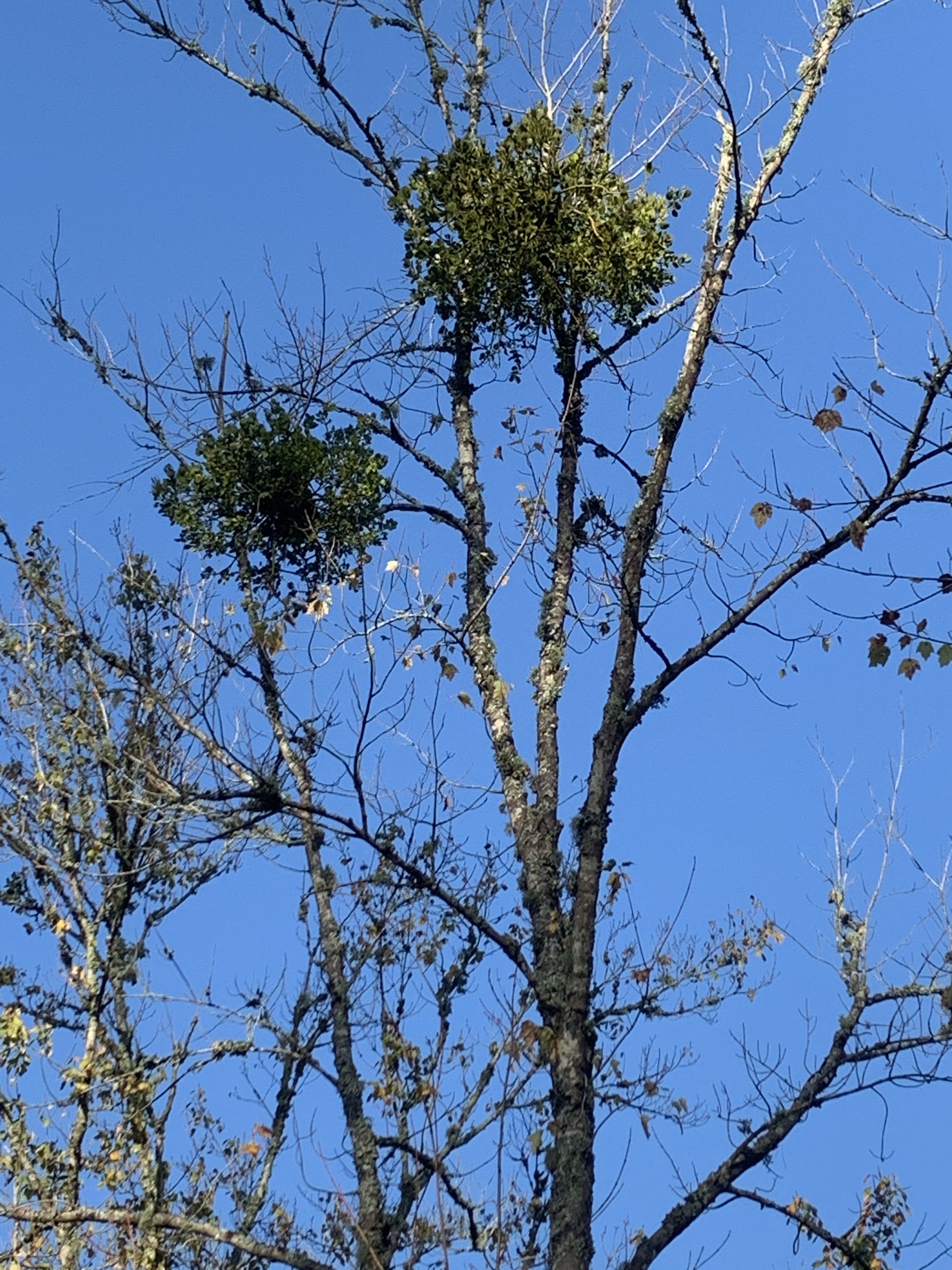 Mistletoe in the top of a tree.