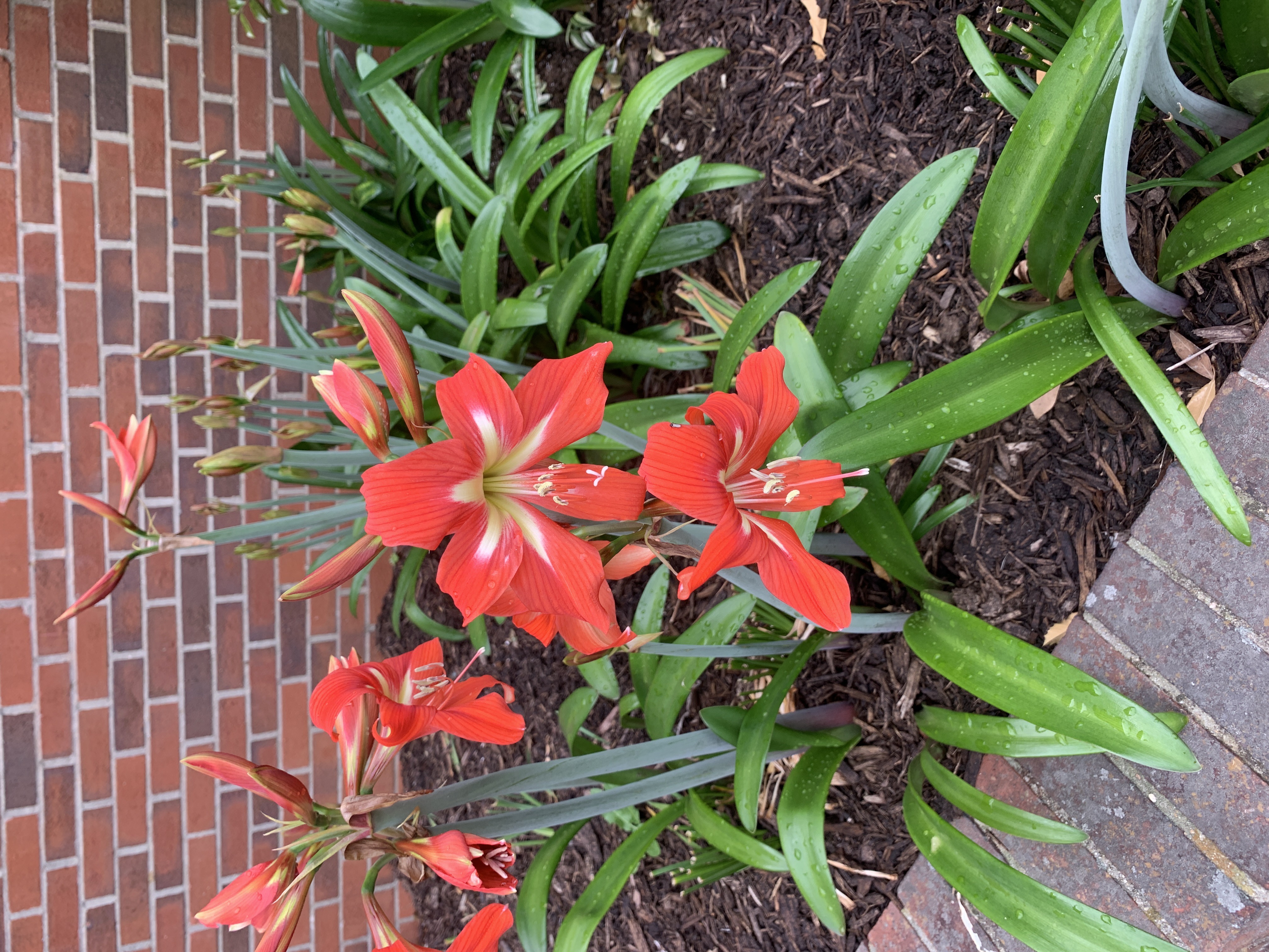 An amaryllis blooming in a garden bed.