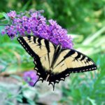 Swallowtail Butterfly sipping nectar from a butterfly bush. (Picture by Jim Lawerence CC BY-NC-ND 4.0)