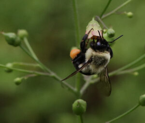 Cover photo for Pollinator Plant Spotlight: Late Figwort