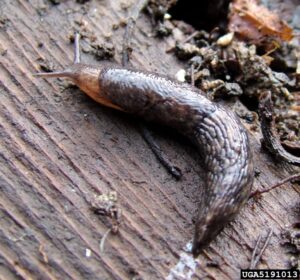 Gray Garden Slug found beneath a rotten planter. Slugs like to hide during the day under leaves, wood, or even mulch. Cheryl Moorehead, Bugwood.org