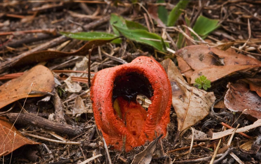 Stinkhorn mushrooms n c cooperative extension