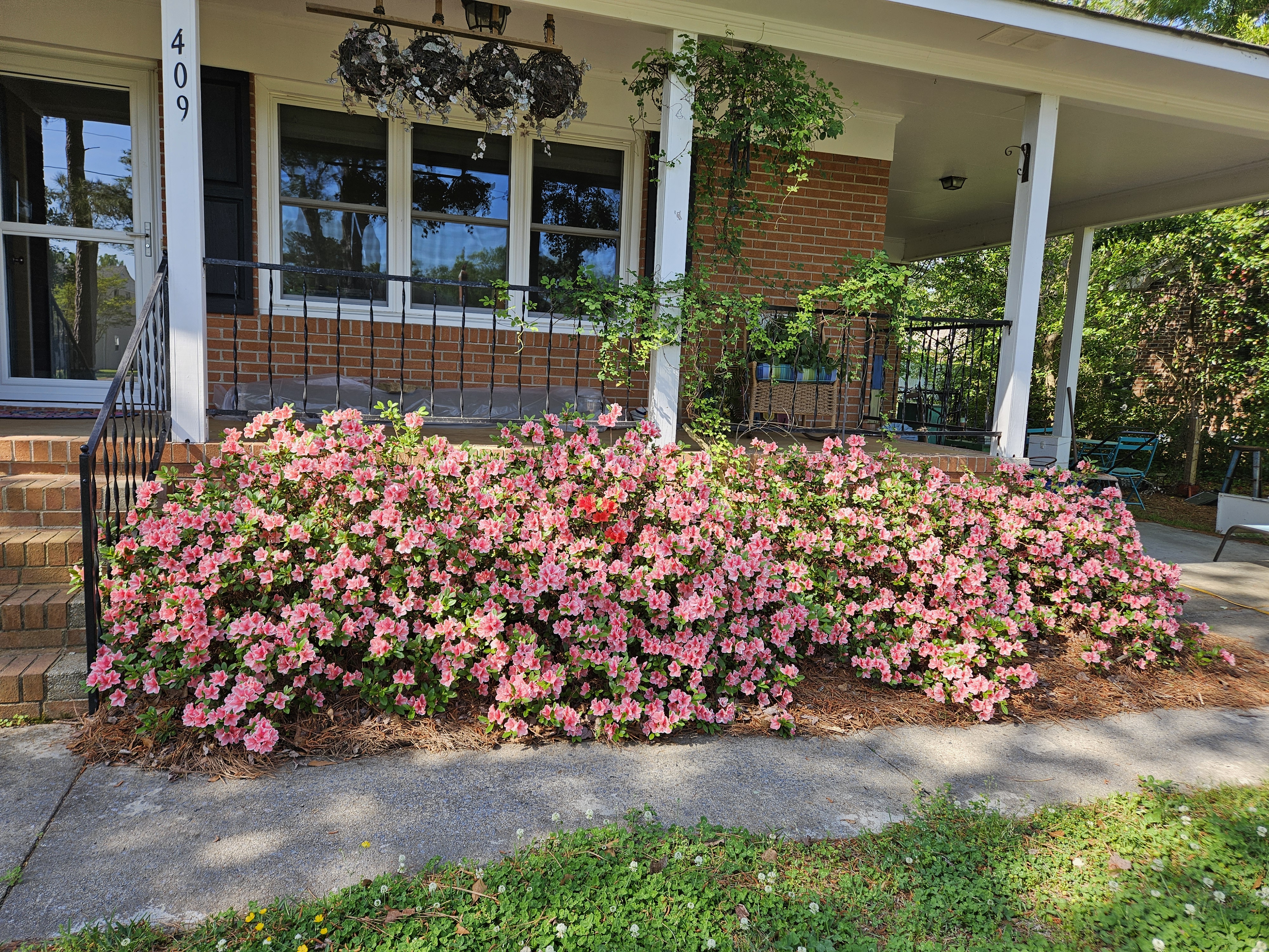 The picture was taken by Certified Extension Master Gardener Volunteer, Rena Edwards, the azaleas are in front of her home.