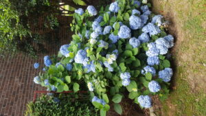 A Washington County homeowner's prized blue mop-head hydrangea (Hydrangea macrophylla) on the North-facing wall of the home. Photo by Gene Fox.