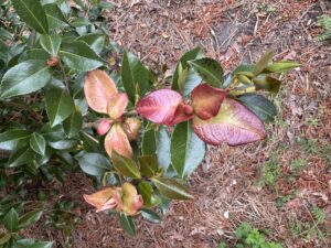 Camellia sasanqua showing Camellia Leaf Gall (Exobasidium camellia). Remove the infected leaves and put them in the trash. PIcture taken by Gene Fox