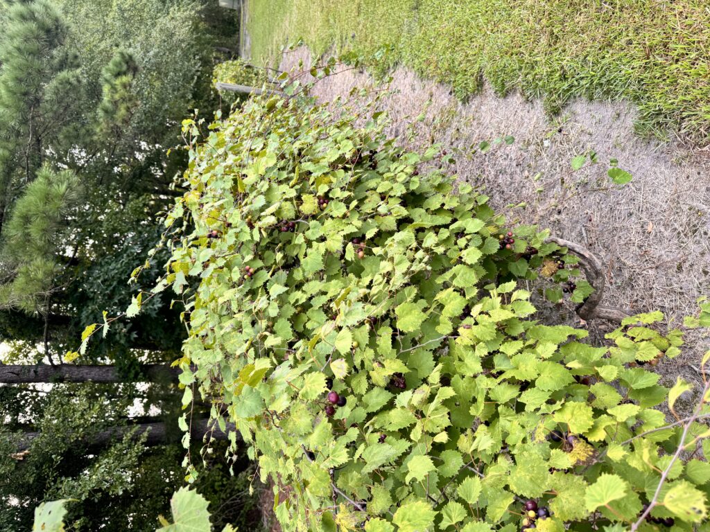 Muscadine vine growing behind Beaufort Co Cooperative Extension. Picture by Gene Fox.