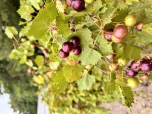 Muscadine grapes growing on vine behind office. Picture taken by Gene Fox.