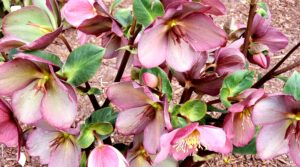 Hellebores Photo By: Angela Foster