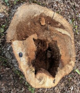 "Hollow Stump" shows a big hollow portion of the tree that caused it to fail structurally. Arborists certified in risk assessment detect hollow trunks in trees to determine their safety. This tree was a ticking time bomb ready to wreak havoc upon the home. Photo by Gene Fox.