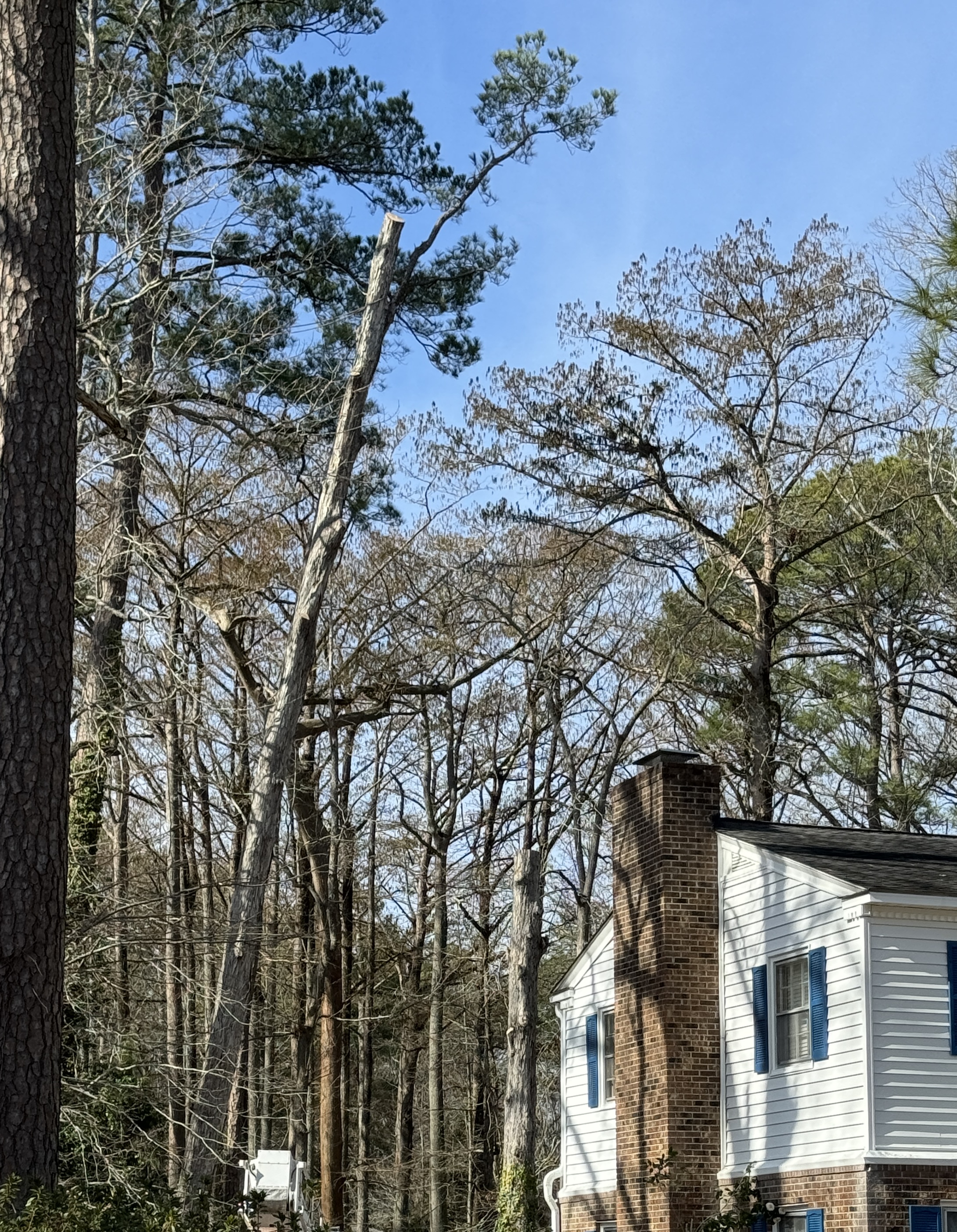 "Leaning" shows the tree as it is being cut, even with the main limbs removed it is still leaning directly toward the home. Photo by Gene Fox.