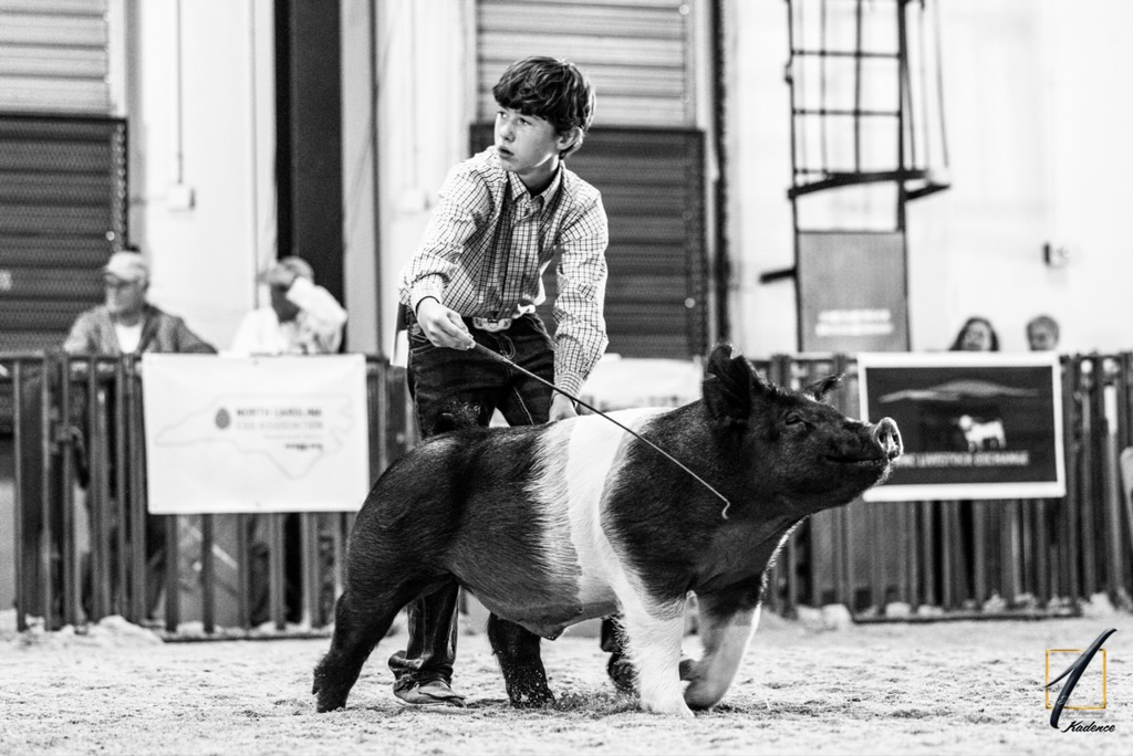 youth walking pig